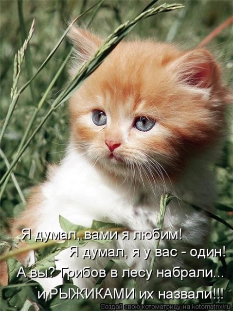 http://i033.radikal.ru/1010/b7/ccbe7612a061.jpg