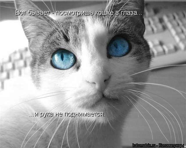 http://i017.radikal.ru/1011/a7/ceb40858a332.jpg