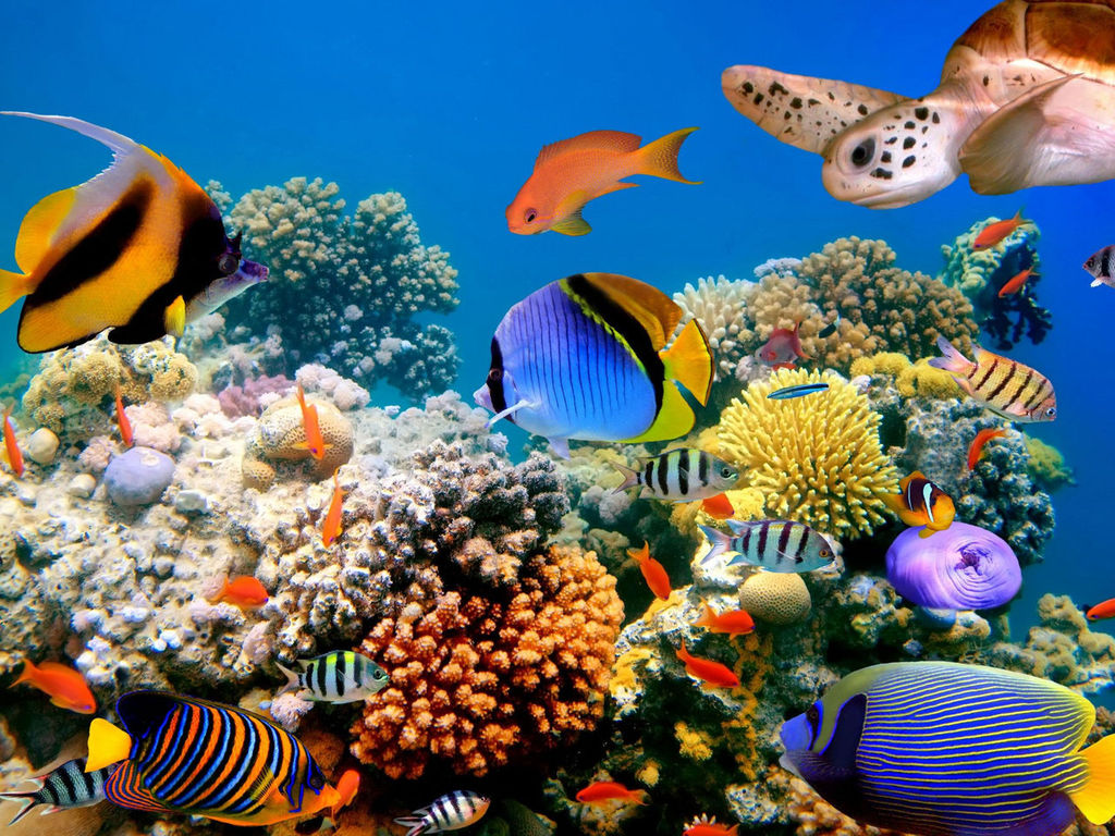 http://wallpapers-images.ru/1024x768/underwater_world/wallpapers/wallpapers-underwater_world-0.jpg