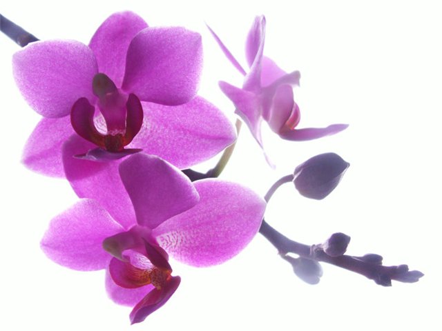 http://i065.radikal.ru/1305/67/5f19f218f476.jpg
