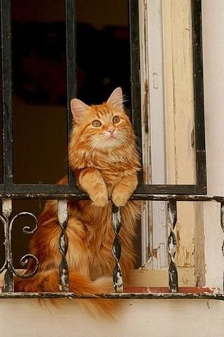 http://s9.uploads.ru/4CcLw.jpg