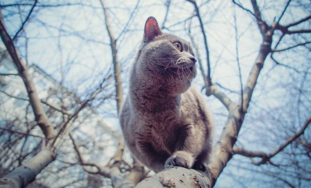 http://s9.uploads.ru/GyfEL.jpg