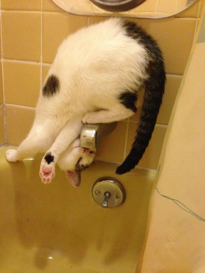 http://goodnewsanimal.ru/_nw/48/15726160.jpg