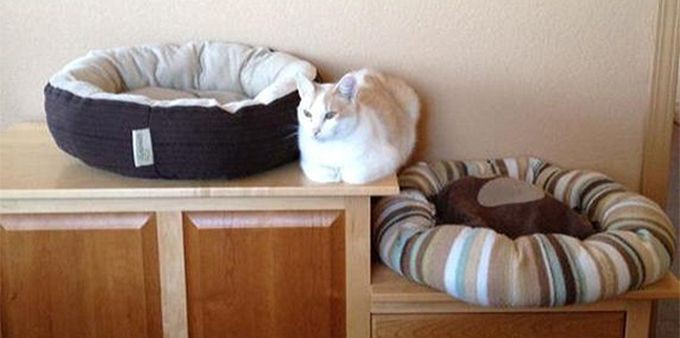 http://goodnewsanimal.ru/_nw/48/57898556.jpg