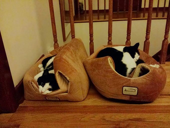 http://goodnewsanimal.ru/_nw/48/68896170.jpg