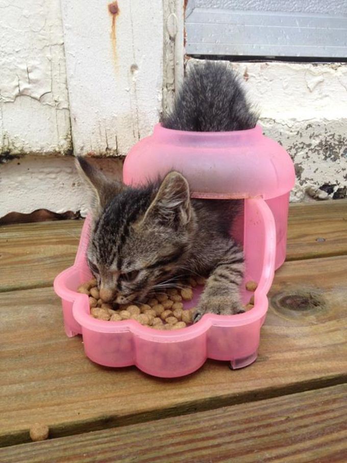 http://goodnewsanimal.ru/_nw/48/77937437.jpg
