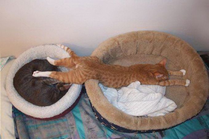http://goodnewsanimal.ru/_nw/48/82497832.jpg