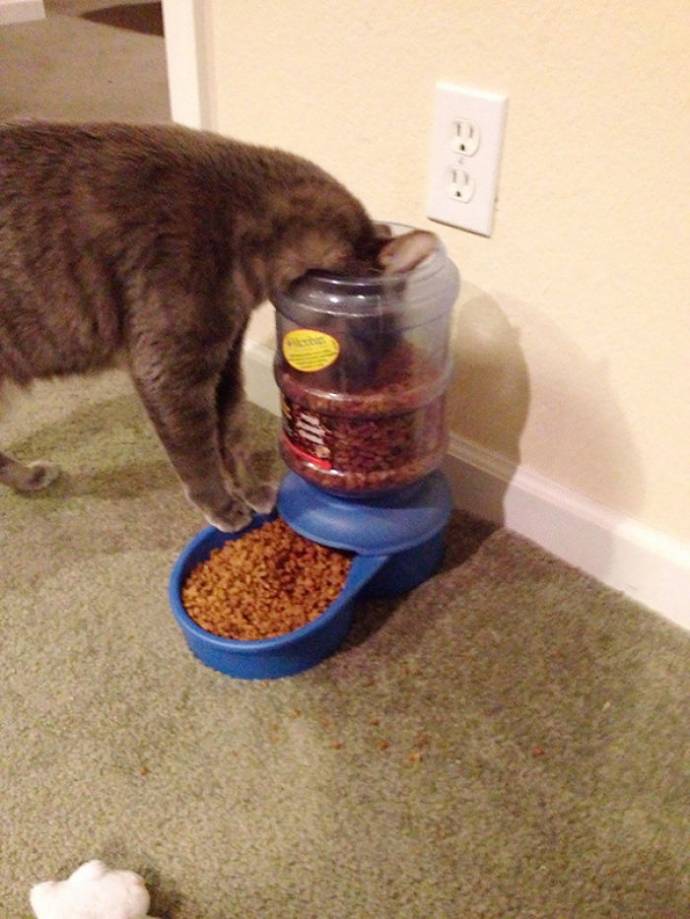 http://goodnewsanimal.ru/_nw/48/s19631865.jpg