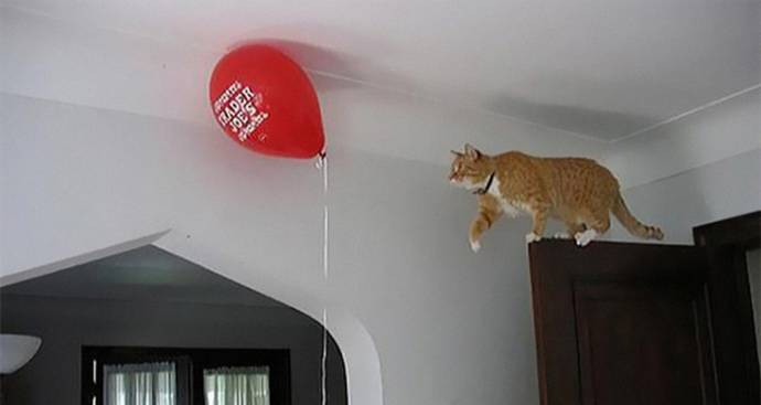 http://goodnewsanimal.ru/_nw/48/s27095330.jpg