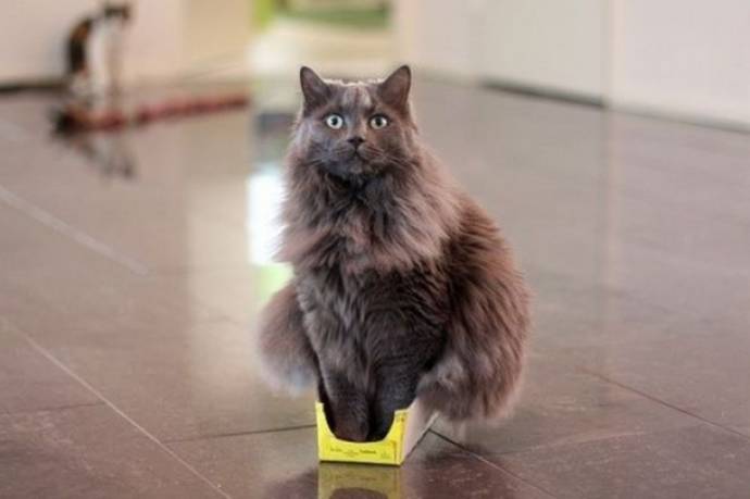 http://goodnewsanimal.ru/_nw/48/s69767297.jpg