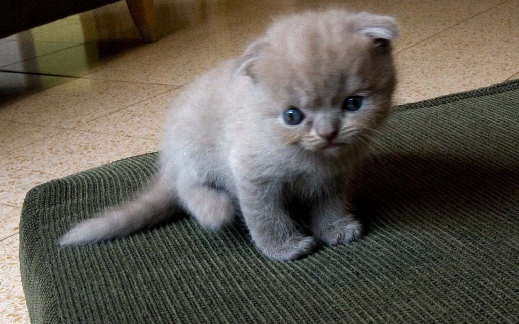 http://wallpapers1.hellowallpaper.com/animal_scottish-fold_04-1024x640.jpg