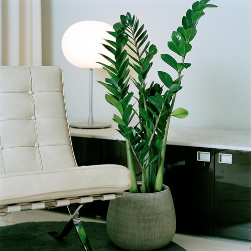 http://www.odla.nu/artiklar/images/bilder/zamioculcas.jpg