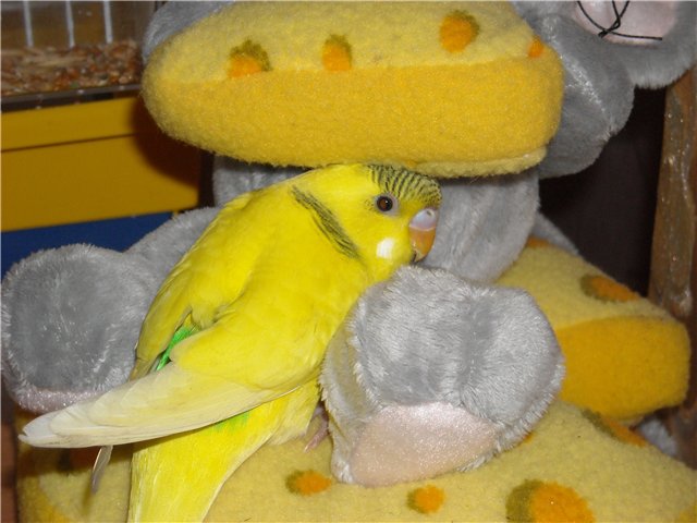 http://i2.fastpic.ru/big/2010/0313/ec/c6ad4738ea24133b4f12fadea3371fec.jpg