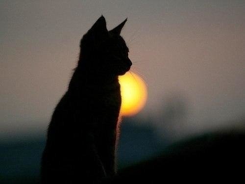 https://content.foto.my.mail.ru/community/dumaib/_groupsphoto/h-14755.jpg