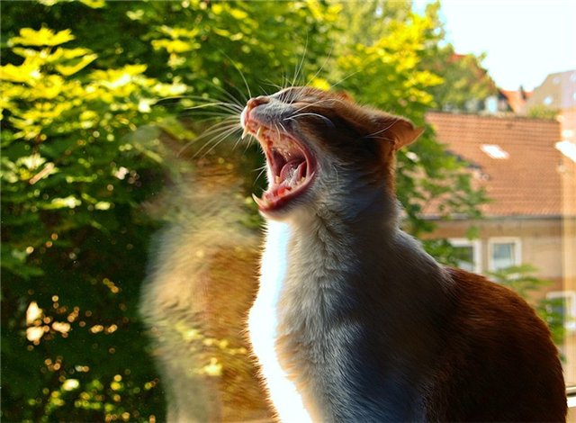 http://s45.radikal.ru/i107/1011/92/24ca65deb3fe.jpg