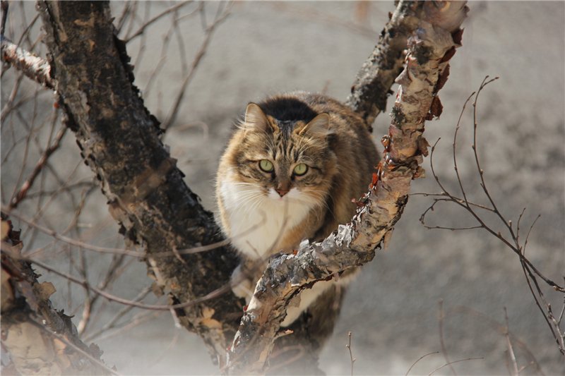 http://s45.radikal.ru/i109/1604/8b/c491ab5fb812.jpg