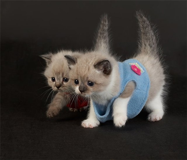 http://s47.radikal.ru/i115/1011/8b/bf744e95e36a.jpg