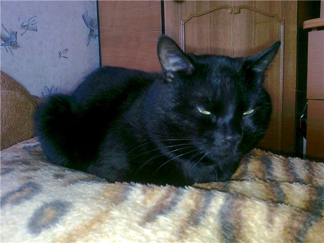http://s49.radikal.ru/i124/1010/28/03f0c12fa3c1.jpg