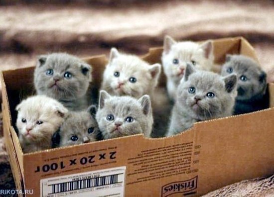 http://s49.radikal.ru/i125/1303/eb/91760c3dd9d8.jpg