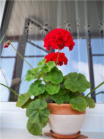 http://s51.radikal.ru/i133/1007/a7/f1fe7228a0a9.jpg