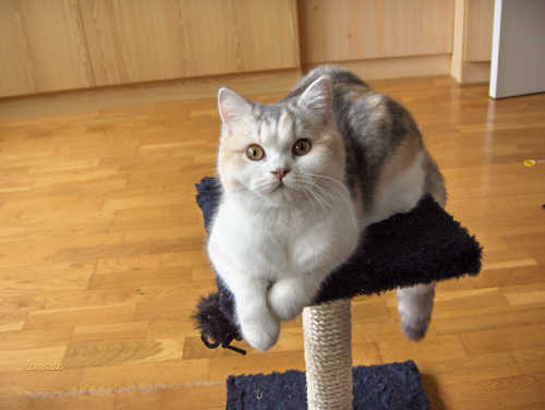 http://s51.radikal.ru/i133/1009/64/528b5a191984.jpg