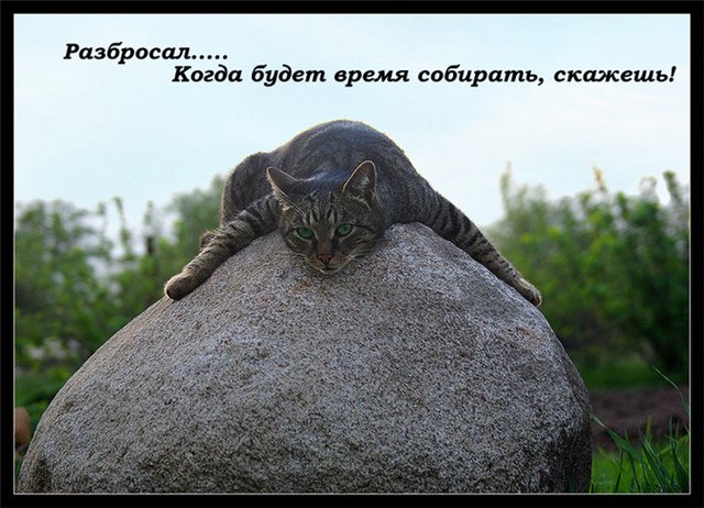 http://s53.radikal.ru/i139/1011/76/cbeb67bb3f2a.jpg