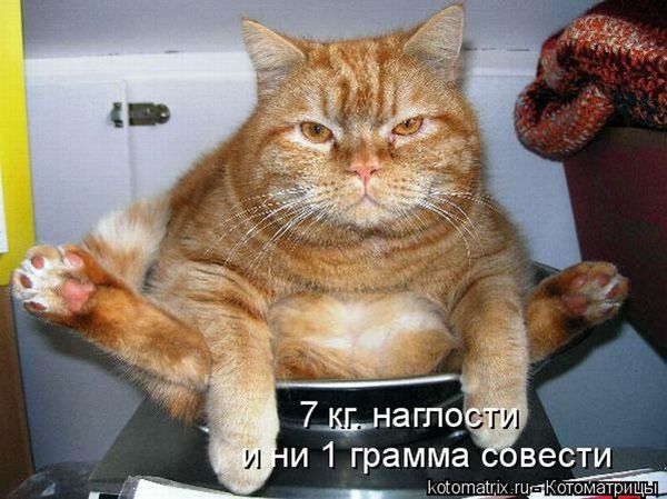 http://s55.radikal.ru/i150/1010/62/3e0baddada80.jpg