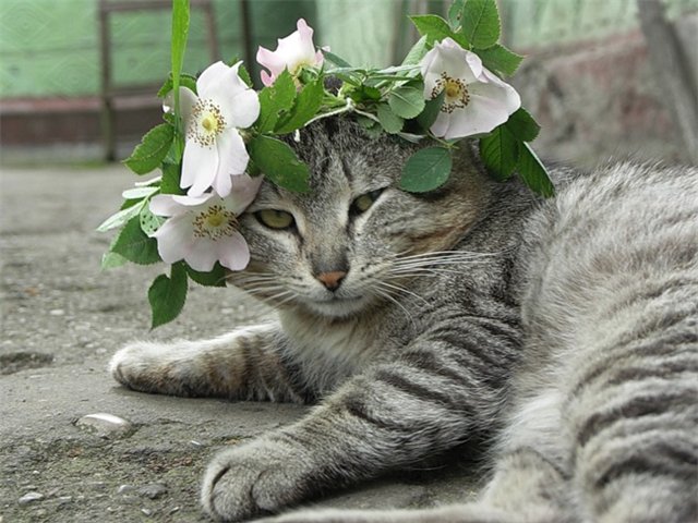 http://s59.radikal.ru/i164/1011/8a/6dbca0b354af.jpg