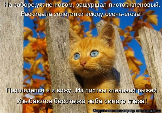 http://s60.radikal.ru/i167/1010/8b/2ceaf37dc0bf.jpg