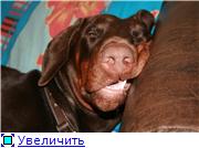 http://s60.radikal.ru/i168/1003/71/1dc59638f484.jpg