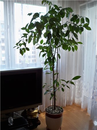 http://s60.radikal.ru/i169/1007/73/fd5d20e1b420.jpg