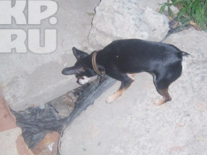 http://s11.radikal.ru/i184/1008/c6/285a53065fb8.jpg