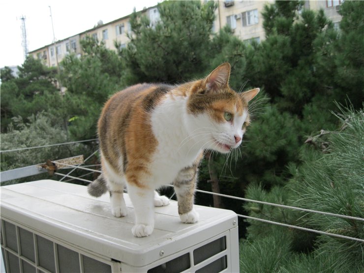 http://s13.radikal.ru/i186/1010/8d/22f46abc13f2.jpg