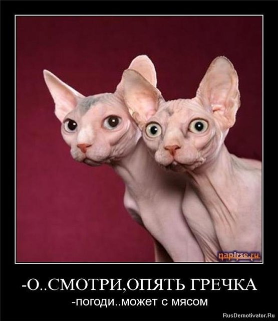 http://s008.radikal.ru/i305/1011/f0/10336ea4ed2c.jpg