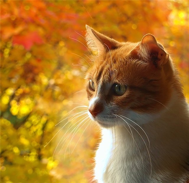 http://s008.radikal.ru/i306/1011/38/0898a08e18be.jpg