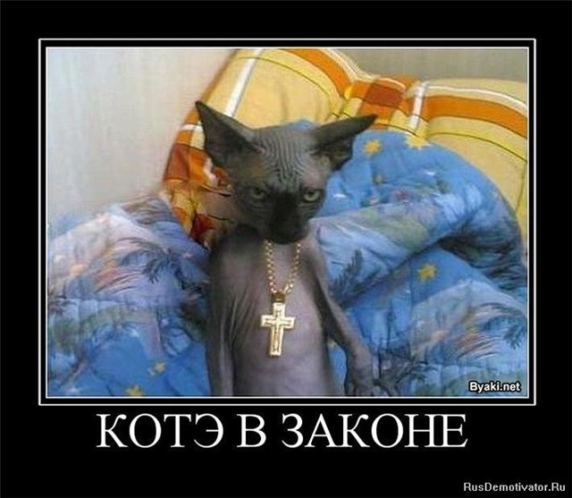 http://s010.radikal.ru/i311/1011/bf/989573487325.jpg