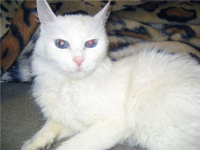 http://s010.radikal.ru/i314/1010/9a/9a0d74c80de4.jpg