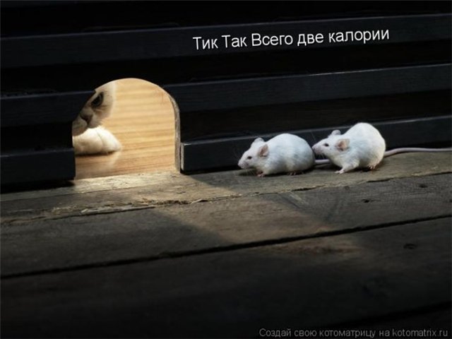 http://s011.radikal.ru/i315/1011/71/335e0475578d.jpg