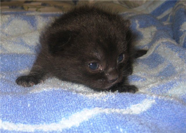 http://s011.radikal.ru/i316/1010/93/855f608f8deb.jpg