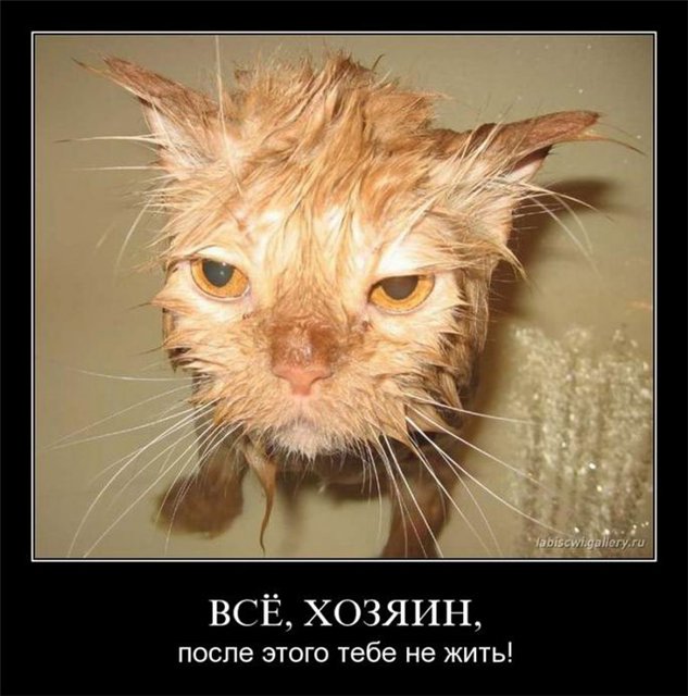 http://s011.radikal.ru/i316/1010/97/682f5862c47a.jpg