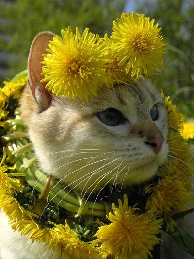 http://s012.radikal.ru/i320/1011/b1/2d7caa75137b.jpg