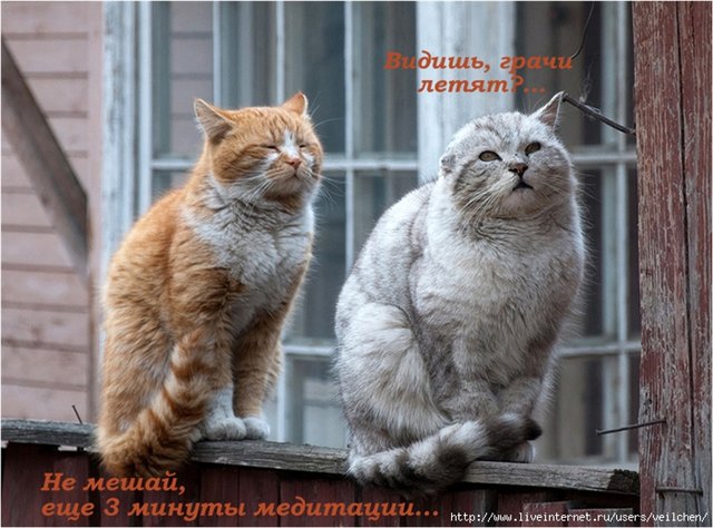 http://s014.radikal.ru/i329/1011/36/0a41b5d0cb8d.jpg