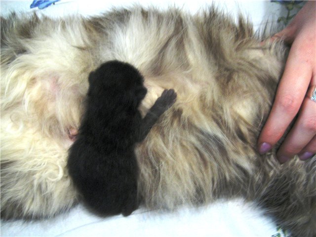 http://s015.radikal.ru/i331/1010/c4/ecf7f6628b65.jpg
