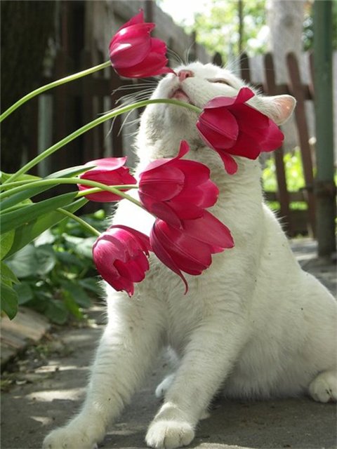 http://s016.radikal.ru/i336/1011/f9/7b30549c77ad.jpg