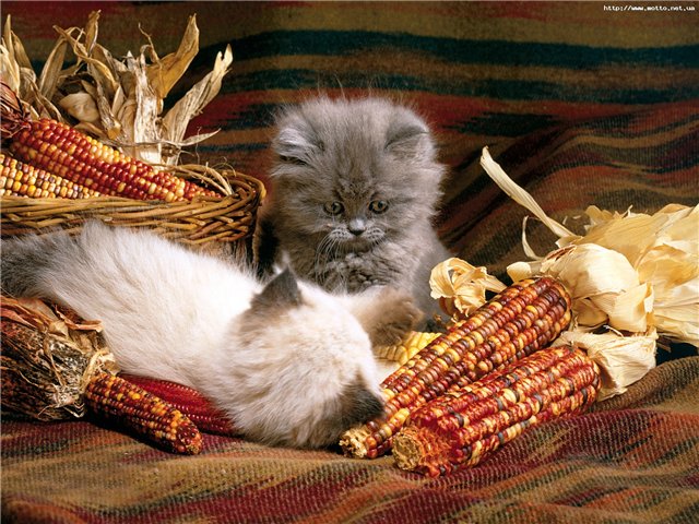 http://s018.radikal.ru/i520/1203/c2/e89b1f50479f.jpg