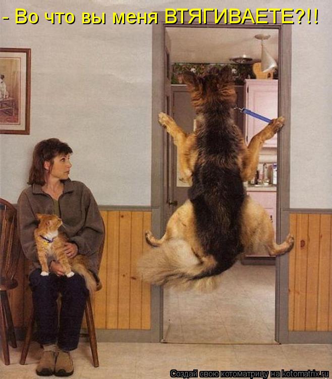 http://kotomatrix.ru/images/lolz/2013/11/06/kotomatritsa_qY.jpg