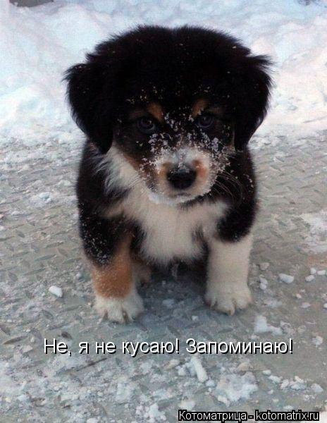 http://kotomatrix.ru/images/lolz/2013/12/07/kotomatritsa_v.jpg