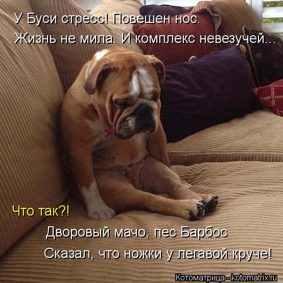 http://kotomatrix.ru/images/lolz/2013/12/13/kotomatritsa_c.jpg