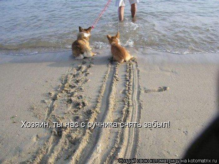 http://kotomatrix.ru/images/lolz/2014/04/15/kotomatritsa_B-.jpg