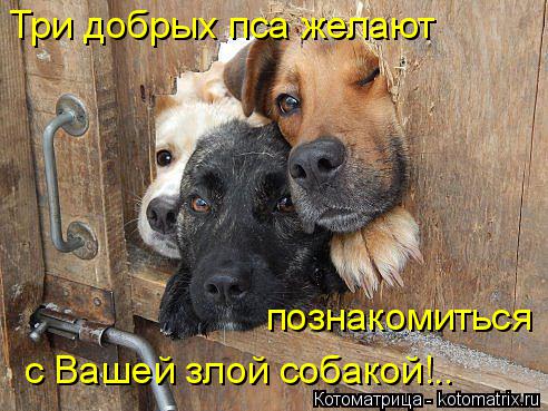 http://kotomatrix.ru/images/lolz/2014/05/19/kotomatritsa_JA.jpg